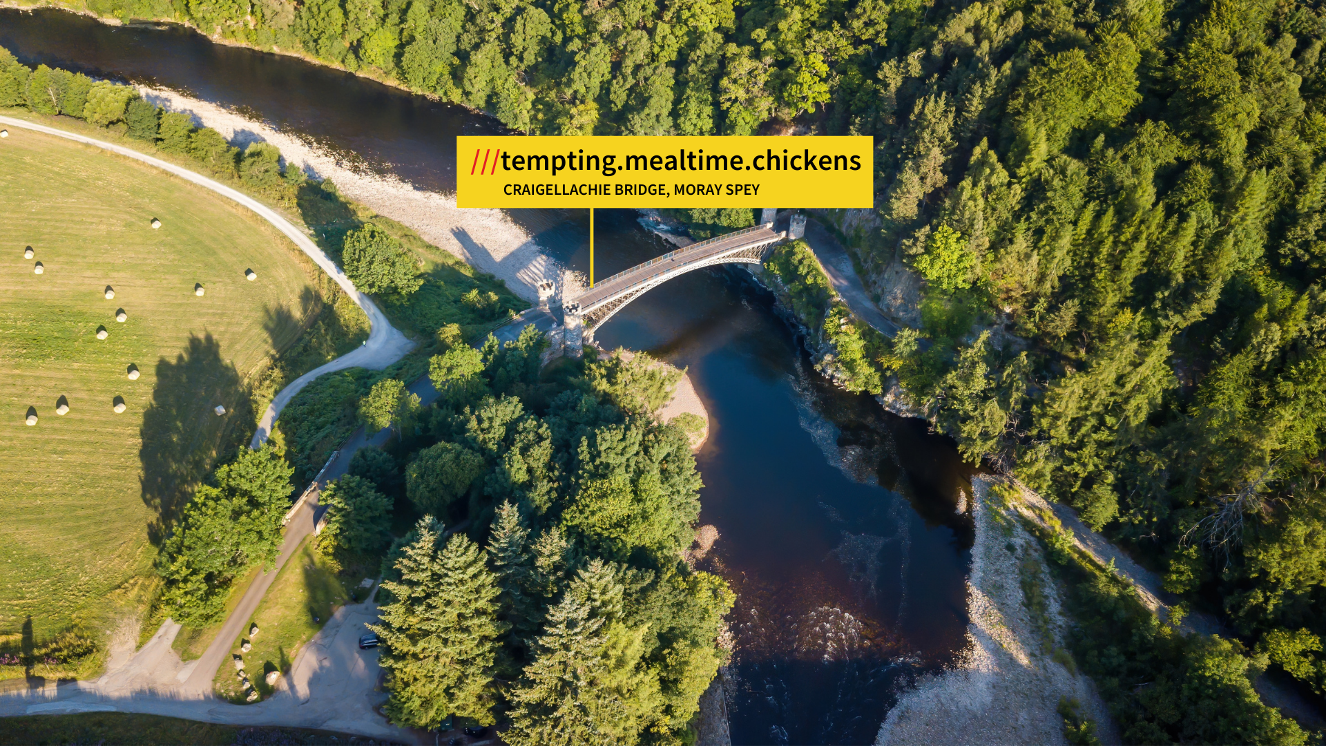 tempting.mealtime.chickens